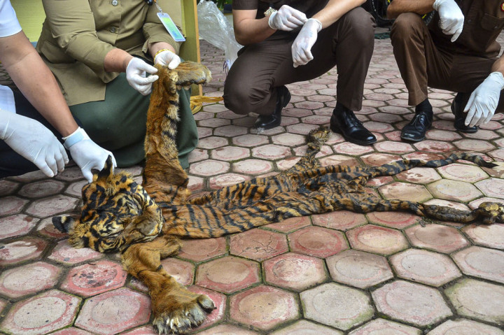 Petugas Balai Konservasi Sumber Daya Alam (BKSDA) Aceh memperlihatkan barang bukti kulit harimau sumatera (Panthera tigris sumatrae) saat penyerahan barang bukti (BB) di Kantor Kejaksaan Negeri (Kejari) Aceh Timur, Selasa, 13 Oktober 2020.