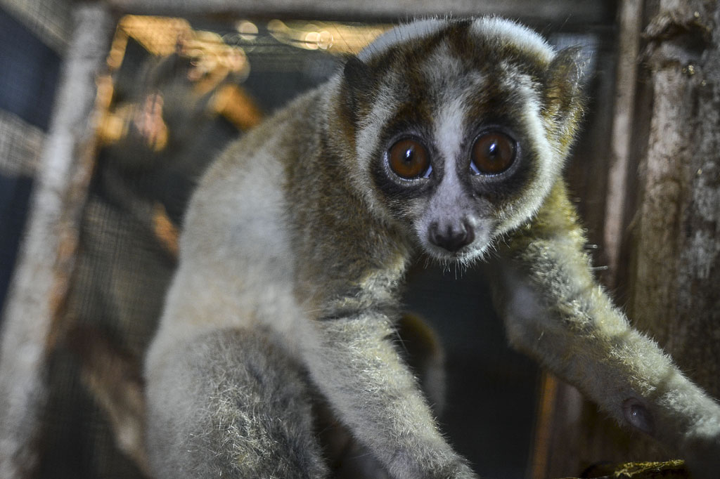 Bidang KSDA wilayah III Ciamis menerima satwa dilindungi yang diserahkan oleh warga secara sukarela berupa satu ekor buaya muara, satu ekor burung kakatua (suku Cacatuidae) dan dua ekor kukang jawa (Nycticebus javanicus).