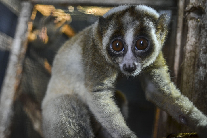 Bidang KSDA wilayah III Ciamis menerima satwa dilindungi yang diserahkan oleh warga secara sukarela berupa satu ekor buaya muara, satu ekor burung kakatua (suku Cacatuidae) dan dua ekor kukang jawa (Nycticebus javanicus).