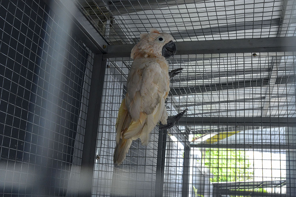 Semua satwa dilindingi tersebut saat ini masih berada di kandang Kantor Bidang KSDA Ciamis untuk dirawat dan dipantau kondisi kesehatannya. Setelah menjalani rehabilitasi, satwa liar dilindungi tersebut akan dilepasliarkan ke habitat aslinya.