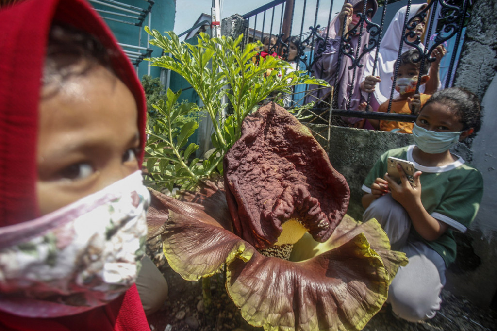 Bunga bangkai jenis Amorphophallus Paeonifolius itu memiliki ketinggian sekitar 50 centimeter dan mulai mekar serta mengeluarkan aroma tak sedap sehingga menarik perhatian warga sekitarnya.