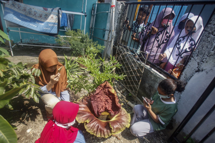 Bunga bangkai jenis Amorphophallus Paeonifolius mekar di perkarangan rumah warga di Kampung Gedong, Bojong Gede, Kabupaten Bogor, Jawa Barat.