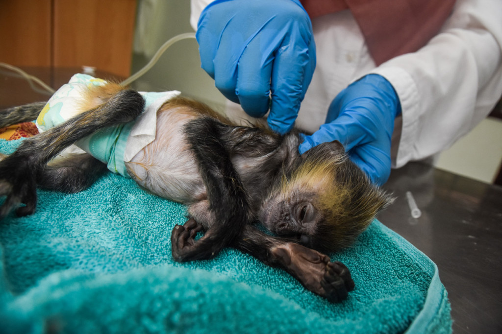 Klinik Satwa BBKSDA Riau tetap beroperasi di saat pandemi Covid-19 untuk merawat satwa yang diselamatkan dari alam dalam kondisi terluka.
