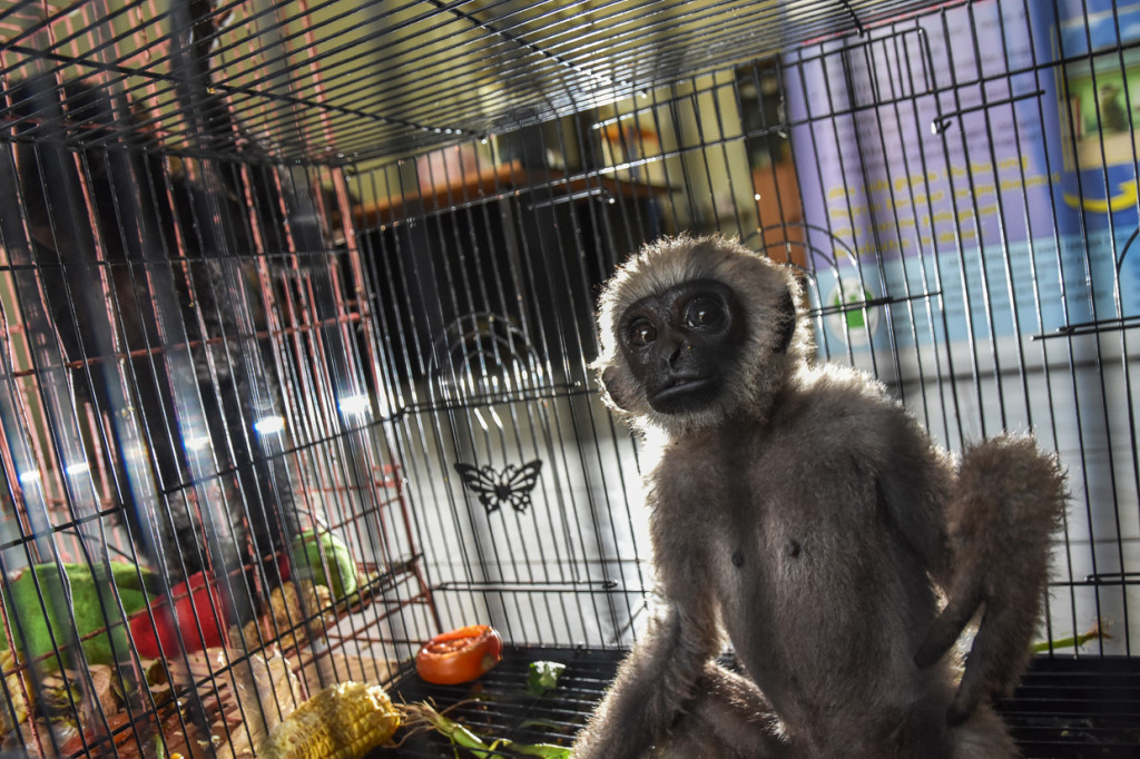 BBKSDA Riau kini merawat seekor Ungko (Hylobates agilis) dan seekor Siamang (Symphalangus syndactylus), dua primata yang dilindungi karena berstatus terancam, yang sebelumnya disita oleh Ditreskrimum Polda Riau dari sebuah penangkapan tersangka kejahatan.