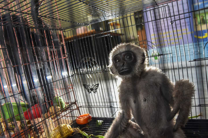 BBKSDA Riau kini merawat seekor Ungko (Hylobates agilis) dan seekor Siamang (Symphalangus syndactylus), dua primata yang dilindungi karena berstatus terancam, yang sebelumnya disita oleh Ditreskrimum Polda Riau dari sebuah penangkapan tersangka kejahatan.