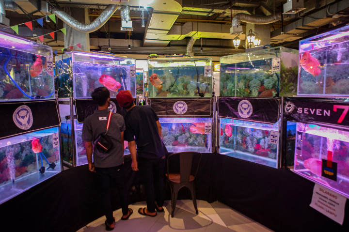 Pengunjung mengamati ikan Louhan yang dikonteskan pada Liga Louhan Nasional di Mal Tangcity, Kota Tangerang, Banten.
