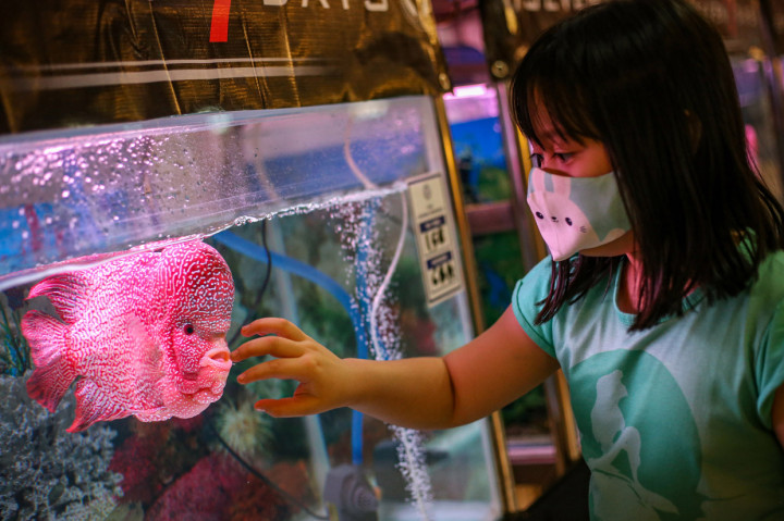 Sebanyak 500 ikan Louhan berbagai ukuran dari Jabodetabek, Bali, Batam, Sumetera, Kalimantan diikutsertakan dalam kontes tersebut dan memperebutkan juara dari 17 kategori yang dilombakan.
