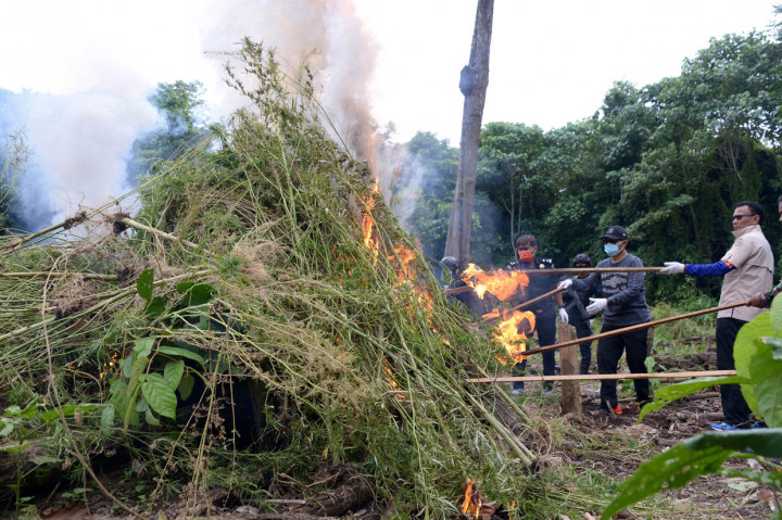 Kepala Badan Narkotika Nasional Provinsi Aceh, Heru Pranoto (kedua kanan) bersama TNI dan Polri memusnahkan tanaman ganja dengan cara dibakar saat operasi narkotika di perbukitan Gunung Seulawah, Kecamatan Seulimum, Kabupaten Aceh Besar, Aceh.