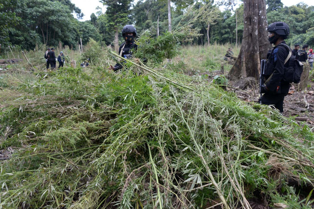Dalam operasi tersebut, BNN provinsi Aceh memusnahkan sekitar seluas 3,5 hektare ladang ganja atau sekitar 15 ribu batang tanaman ganja dengan cara dibakar di pegunungan Seulawah tersebut, sedangkan pemilik tanaman ganja tidak berhasil ditangkap.