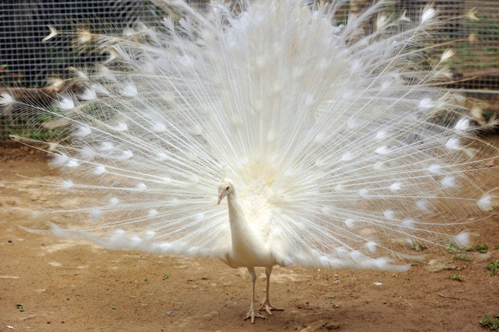 Seekor Merak putih (Pavo cristatus) berada di kandang aviary, Taman Marga Satwa Budaya dan Kinantan (TMSBK) Bukittinggi, Sumatera Barat, Sabtu, 24 Oktober 2020.