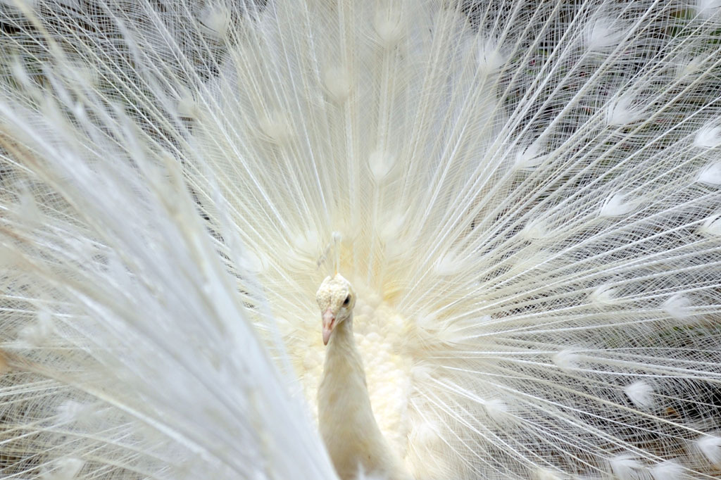 Sebanyak tiga ekor merak putih yang didatangkan dari India itu melengkapi koleksi unggas Kinantan Bird Park yang baru dibuka saat masa pandemi.