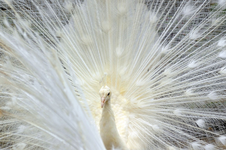 Sebanyak tiga ekor merak putih yang didatangkan dari India itu melengkapi koleksi unggas Kinantan Bird Park yang baru dibuka saat masa pandemi.