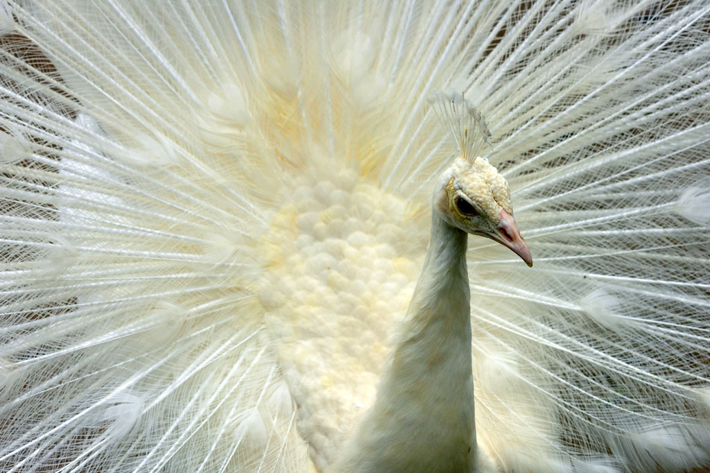 Merak putih memiliki bulu berwarna putih bersih seperti kapas, tanpa ada warna lain. Merak putih memiliki panjang badan dan ekor yang sama seperti merak biasa, yakni sekitar 1 – 1,5 meter, namun burung satu ini memiliki tubuh yang lebih ramping.