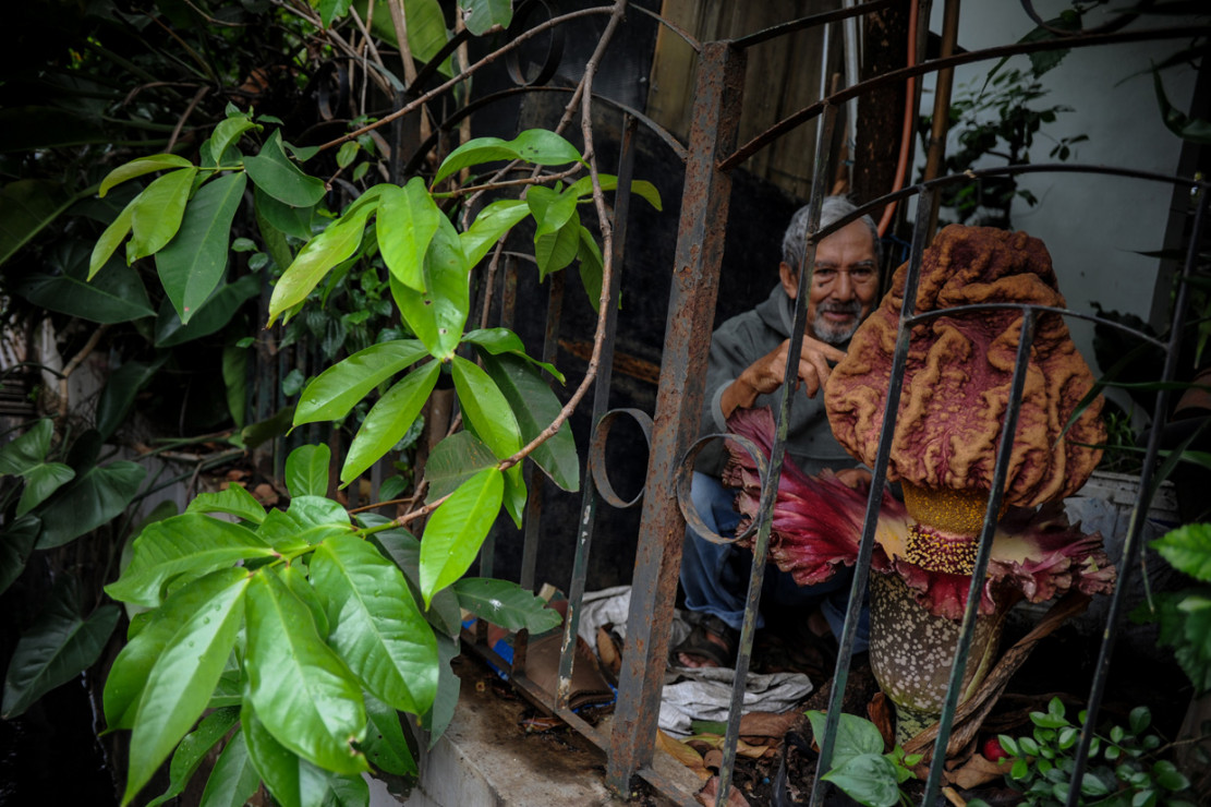 Bunga Matahari Kota Bandung Jawa Barat : Jual Aneka Bunga Tanaman Hias Pupuk Kota Bandung Jawa ... - Pendakian ke puncaknya pun enggak makan banyak waktu, cuma 30 menit.