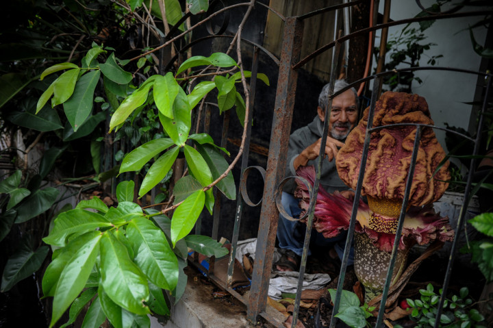 Pemilik rumah, Iswara (82) menunjukan sebuah bunga bangkai raksasa jenis Amorphophallus paeoniifolius yang mekar di pekarangan rumahnya di Arcamanik, Bandung, Jawa Barat.