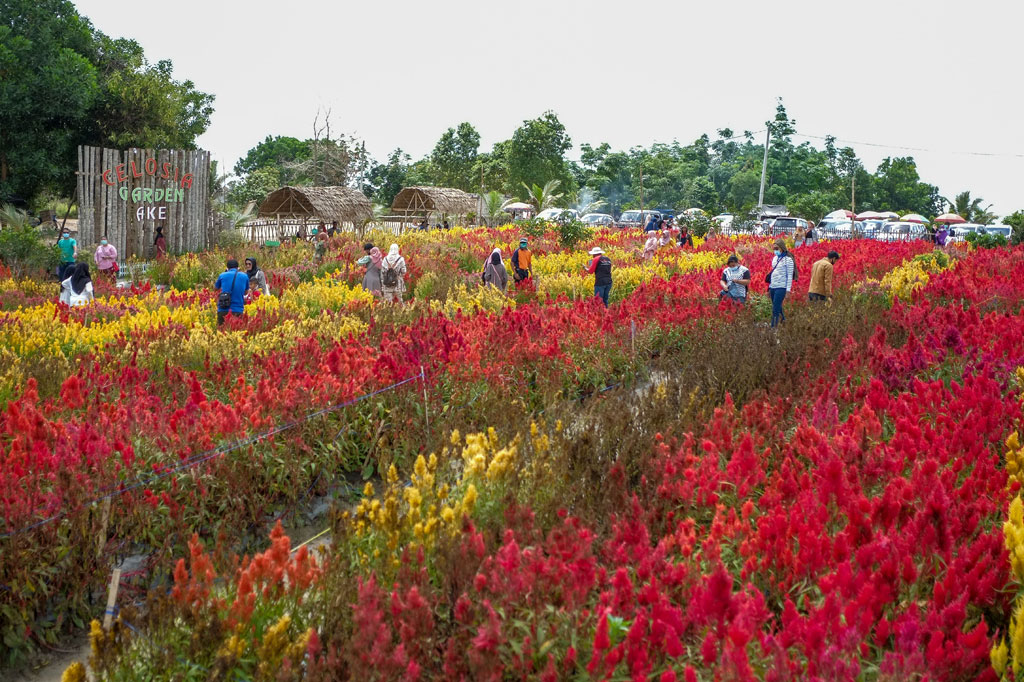 Wisatawan berkunjung ke Kebun Tanaman Bunga Celosia Garden Ake di Sungailiat, Kabupaten Bangka, Kepulauan Bangka Belitung, Sabtu, 31 Oktober 2020. Kebun tanaman Bunga Celosia dan Bunga Zenia yang didominasi bunga berwarna kuning, merah, dan merah mudah itu menjadi tempat wisata dadakan bagi masyarakat di Pulau Bangka. ANTARA FOTO/Anindira Kintara