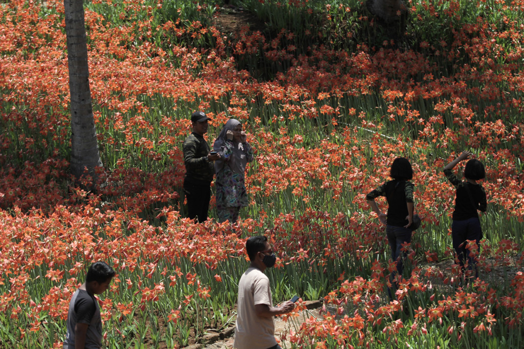 Kebun bunga Amarilis yang bermekaran setahun sekali itu menjadi destinasi favorit saat berlibur di Kabupaten Gunungkidul. 
