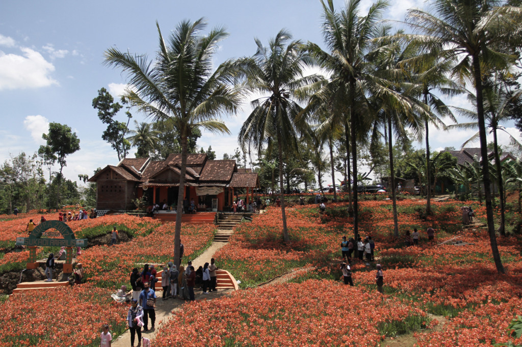Wisatawan mengunjungi kebun bunga Amarilis di Patuk, Gunungkidul, DI Yogyakarta.