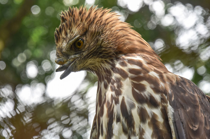 Seekor elang brontok (Nisaetus cirrhatus) dengan kondisi paruhnya yang terpotong berada di kandang transit setelah diselamatkan di Balai Besar Konservasi Sumber Daya Alam (BBKSDA) Riau di Kota Pekanbaru, Riau.