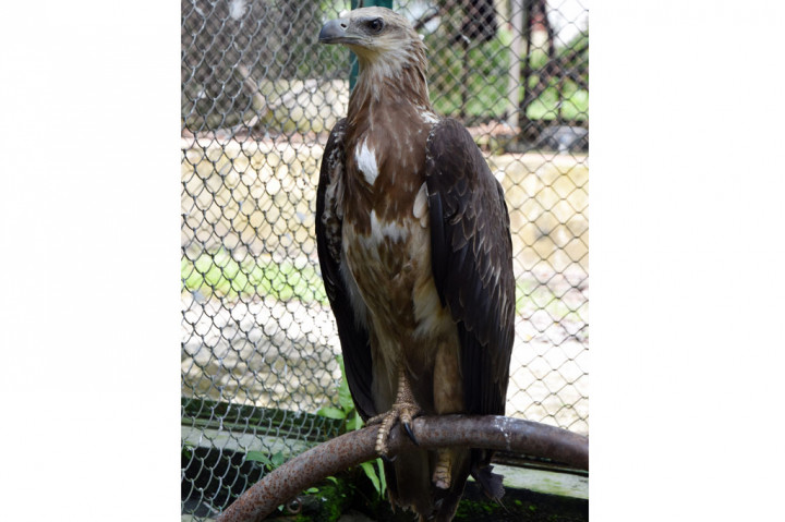 Seekor elang brontok (Nisaetus cirrhatus) dengan kondisi satu kakinya buntung berada di kandang transit setelah diselamatkan di Balai Besar Konservasi Sumber Daya Alam (BBKSDA) Riau di Kota Pekanbaru, Riau, Senin, 2 November 2020.