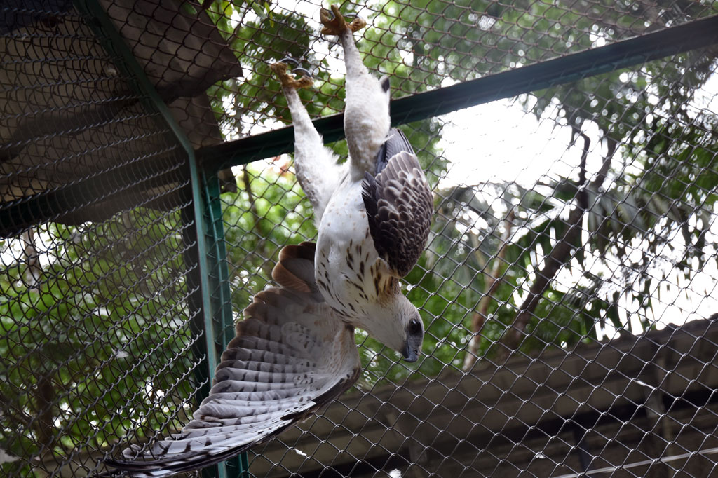 Seekor elang brontok (Nisaetus cirrhatus) yang dalam kondisi kelainan perilaku karena lebih suka bergelantungan seperti kelelawar berada di kandang transit setelah diselamatkan di Balai Besar Konservasi Sumber Daya Alam (BBKSDA) Riau di Kota Pekanbaru, Riau.