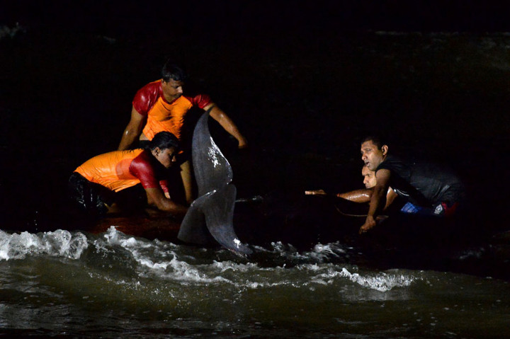 Relawan Sri Lanka berusaha mendorong kembali paus pilot bersirip pendek yang terdampar di pantai Panadura, 25 km selatan Ibu Kota Kolombo pada Senin, 2 November 2020.