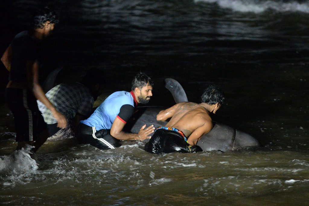 Sri Lanka telah menyelamatkan sekitar 120 paus pilot yang terdampar massal di pantai di Panadura, sekitar 25 kilometer (15 mil) selatan Ibu Kota Kolombo, Senin, 2 November 2020.