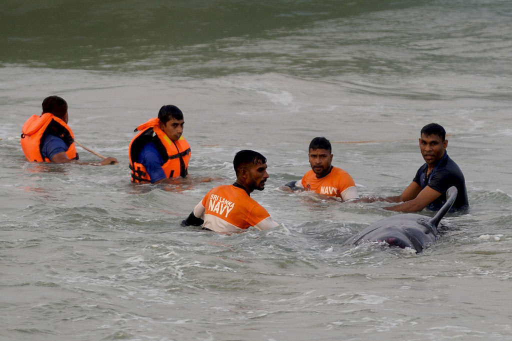 Angkatan laut dan penjaga pantai, serta belasan sukarelawan, dapat memindahkan mamalia lainnya ke perairan yang lebih dalam dengan bantuan kapal patroli kecil pada  Selasa, 3 November 2020 jelang fajar.