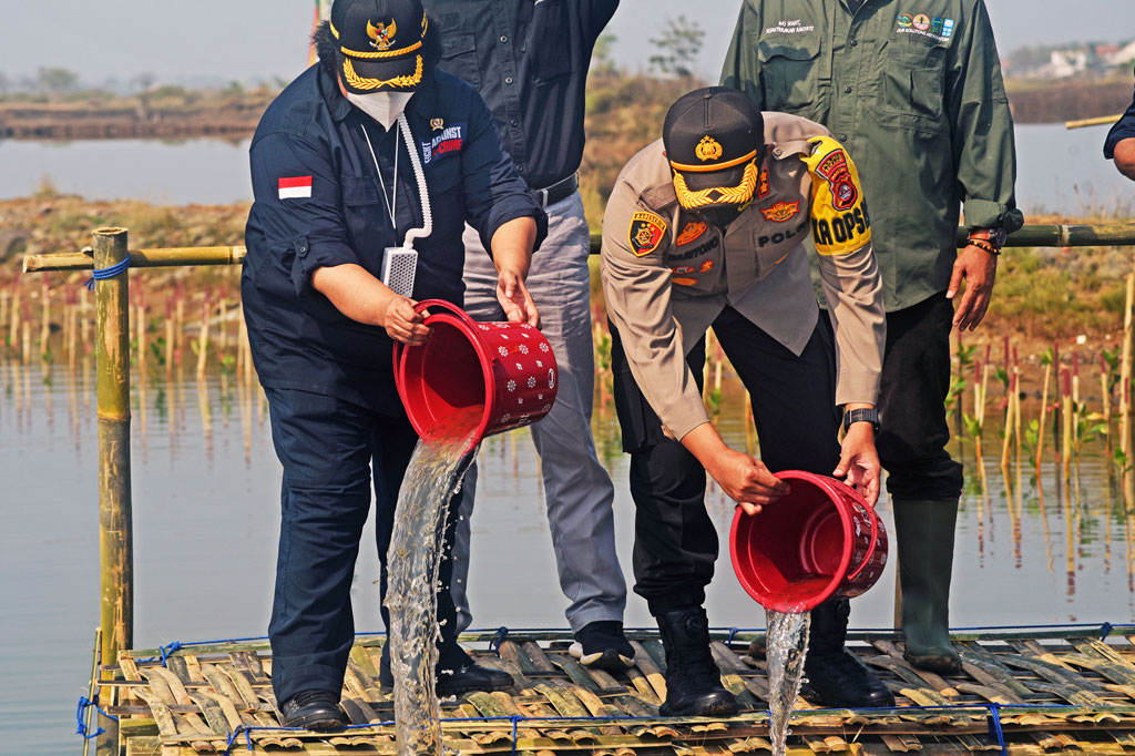 Pada kesempatan tersebut, Menteri LHK Siti Nurbaya didampingi didampingi Kapolres Serang AKBP Mariyono juga menabur benih ikan di tambak dekat lokasi penanaman bibit mangrove.