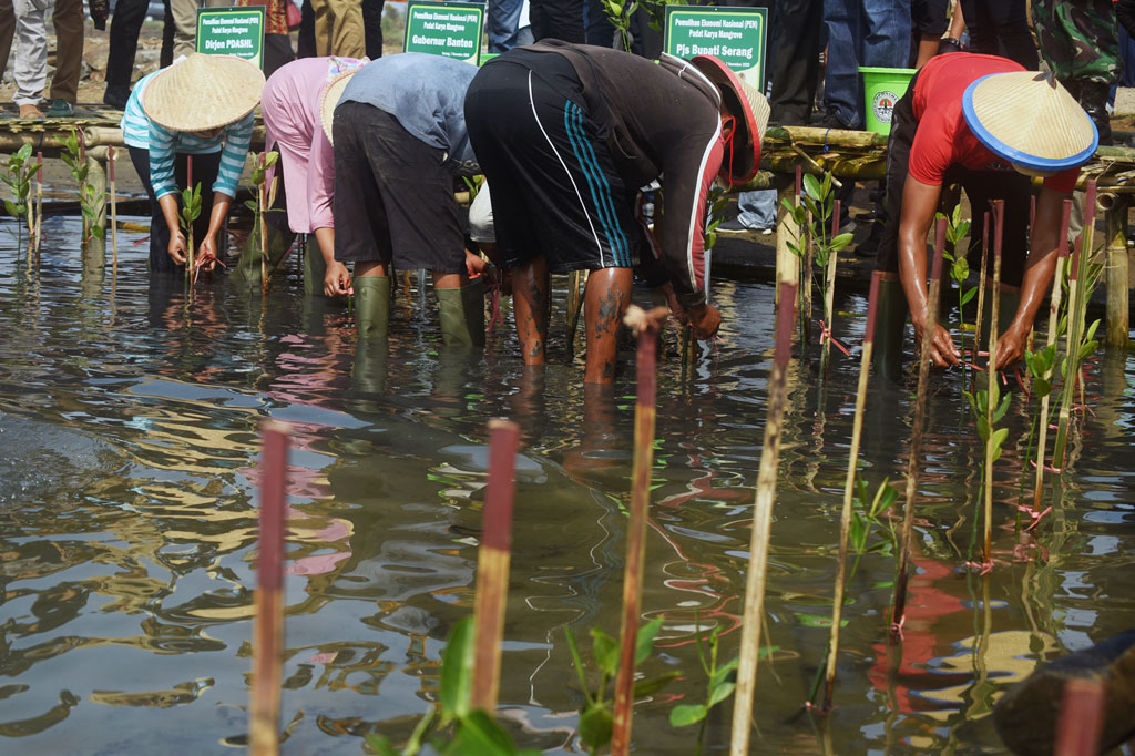 Kementerian Lingkungan Hidup dan Kehutanan menanam mangrove di perairan Teluk Banten, Lontar, Serang, Sabtu, 7 November 2020. Penanaman mangrove seluas 78 hektar tersebut melibatkan masyarakat sekitar sebagai bagian dari pemulihan ekonomi nasional (PEN).