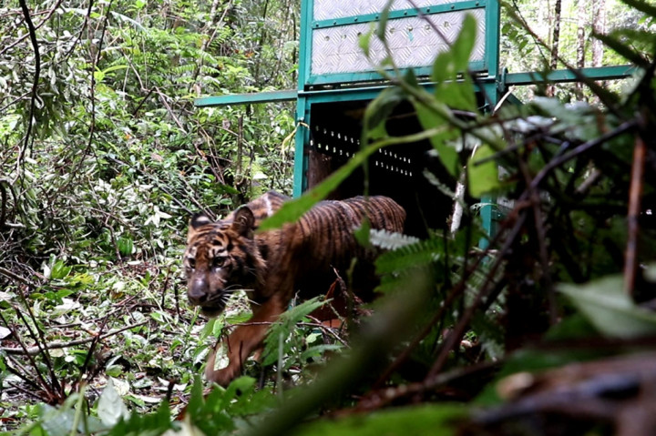 Harimau Sumatera liar meninggalkan kerangkeng besi saat proses pelepasliaran di Kawasan Ekosistem Leuser Kabupaten Gayo Lues, Aceh, Senin, 9 November 2020.
