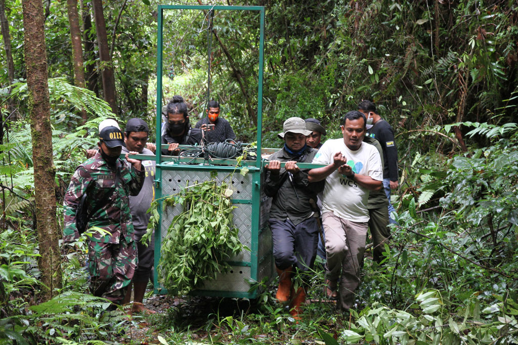 Harimau Sumatera liar berjenis kelamin betina yang berusia dua sampai tiga tahun tersebut sebelumnya terjerat kawat kumparan dan setelah menjani perawatan medis selama 17 hari kembali dilepasliarkan ke habitatnya. 