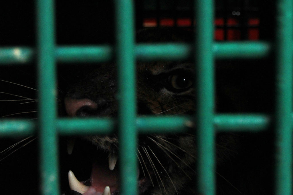 Satwa langka yang diberi nama Malelang Jaya tesebut ditemukan anggota Resor Pemangku Hutan (RPH) Tongra di kawasan hutan Terangun, Kabupaten Gayo Lues, Aceh, dalam kondisi lemah setelah terkena jerat berbentuk kumparan pada 17 Oktober 2020.