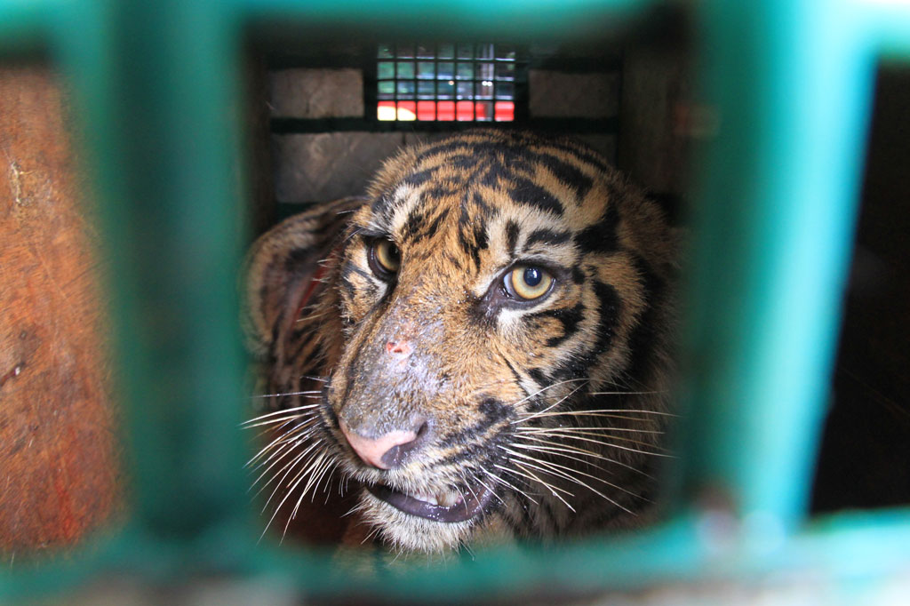 Jerat melilit leher, dada, dan pinggangnya. Jerat tersebut menyebabkan luka pada pinggang serta menyebabkan sistem sirkulasi dan motorik syaraf terganggu. Setelah dilakukan perawatan secara intensif, harimau sumatera tersebut telah dinyatakan sehat.