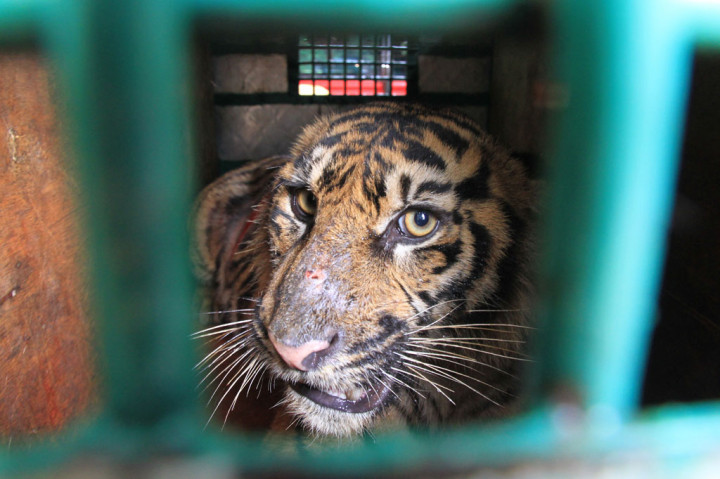 Jerat melilit leher, dada, dan pinggangnya. Jerat tersebut menyebabkan luka pada pinggang serta menyebabkan sistem sirkulasi dan motorik syaraf terganggu. Setelah dilakukan perawatan secara intensif, harimau sumatera tersebut telah dinyatakan sehat.