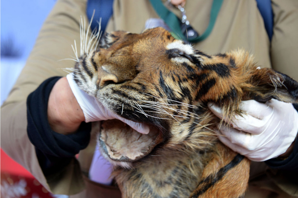 Tim gabungan Baintelkam Mabes Polri, Polda Aceh dan Ditjen Penegakan Hukum Lingkungan Hidup dan Kehutanan serta BKSDA memperlihatkan kulit harimau sumatera (Panthera tigris sumatrea) saat gelar kasus kejahatan perdagangan satwa dilindungi di Banda Aceh, Aceh.