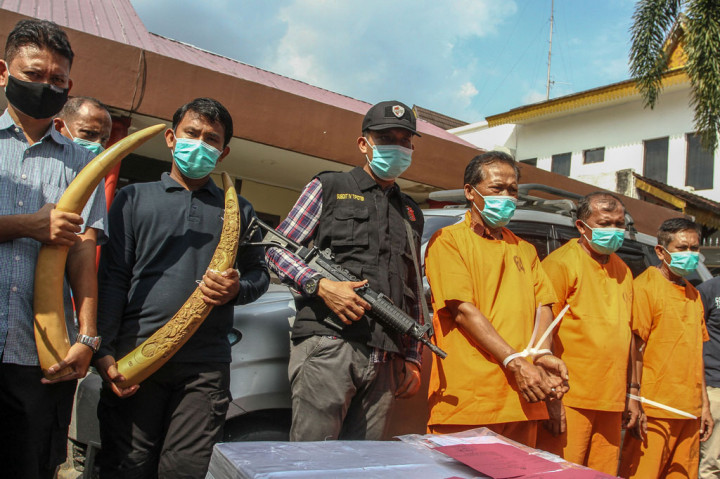 Petugas mengamankan tiga orang tersangka yang hendak bertransaksi jual beli gading gajah dengan panjang 80 cm di Jalan Lintas Pekanbaru - Taluk Kuantan Provinsi Riau pada pada 11 November 2020. Tersangka YP yang berprofesi sebagai guru berencana menjual gading itu di Pekanbaru dengan harga Rp20juta per kilogram.