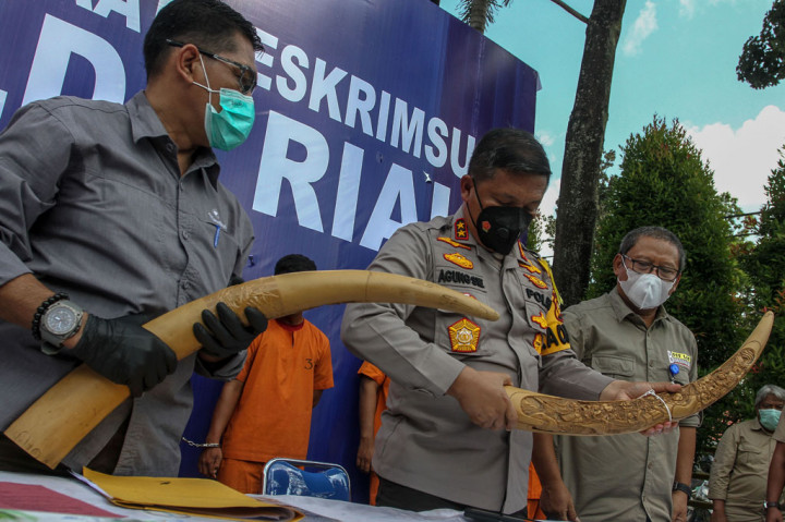 Kapolda Riau Irjen Agung Setya Imam Effendi (tengah), DirKrimsus Polda Riau Kombes Andri Sudarmadi (kiri) dan Kepala BBKSDA Riau Suharyono (kanan) memperlihatkan barang bukti tangkapan berupa gading gajah ketika pengungkapan kasus dugaan tindak pidana di bidang Konservasi Sumber Daya Alam Hayati dan Ekosistem di Kantor Ditreskrimsus Polda Riau, di Pekanbaru, Riau, Kamis, 12 November 2020. 