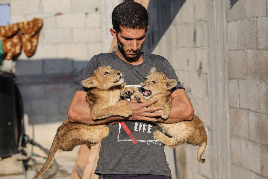 Seorang pria Palestina bermain dengan anak singa peliharaannya di atap rumahnya di Khan Younis, selatan Jalur Gaza pada Selasa, 10 November 2020. 