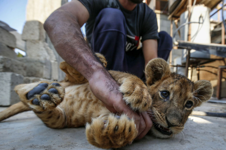 Anak singa jantan dan betina berusia 75 hari, Fathy dan Filisteen (Palestina), telah menjadi mainan bagi tetangga dari pemiliknya, pemilik toko roti Naseem Abu Jamea, meskipun para ahli hewan mengungkapkan keprihatinannya mendengar situasi tersebut.