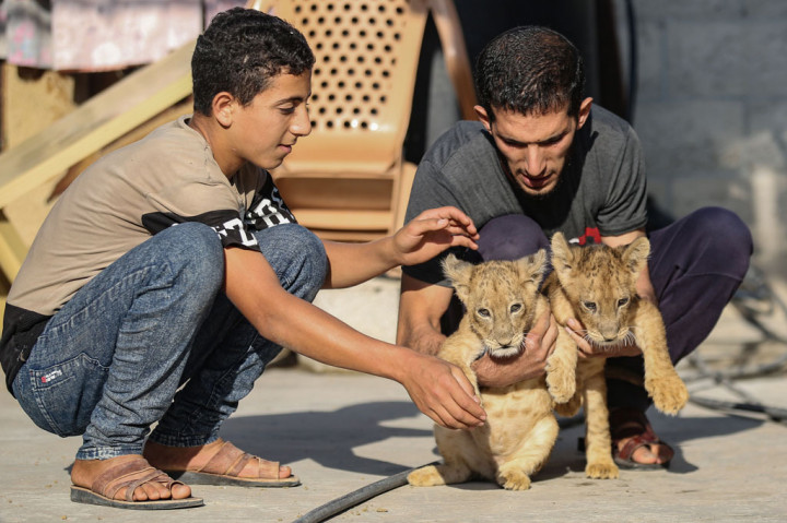 Abu Jamea mengatakan dia mendapatkan anak-anak singa tersebut dari kebun binatang setempat, tetapi menolak memberikan rincian lebih lanjut.
