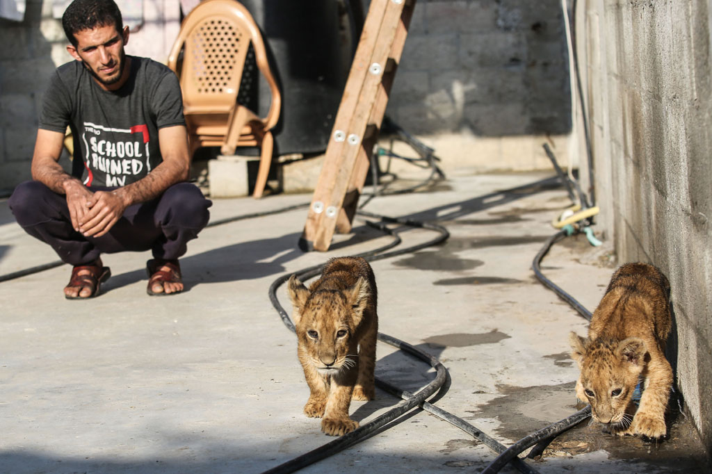 Saat keponakan, anak saudara, dan tetangganya bermain dengan hewan tersebut, dia menepis risikonya. 