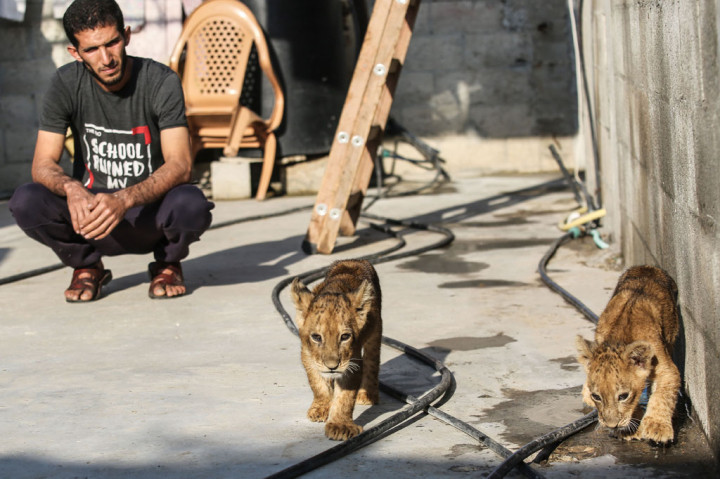 Saat keponakan, anak saudara, dan tetangganya bermain dengan hewan tersebut, dia menepis risikonya. 