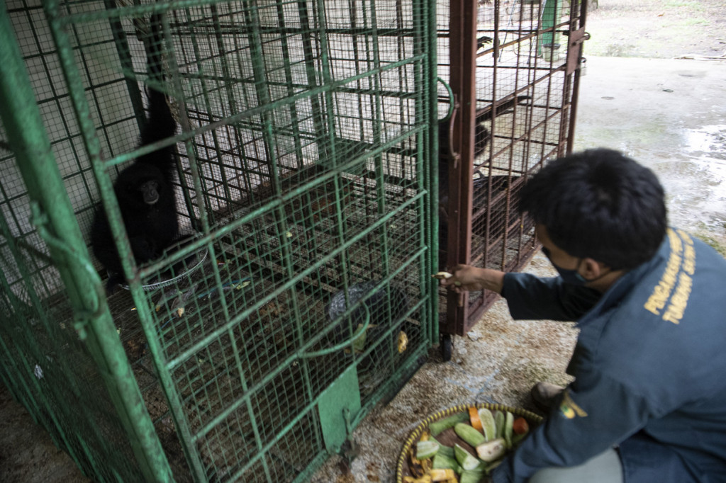 Petugas memberi makan seekor Siamang Sumatera (Symphalangus syndactylus) yang berada di kandang transit Balai Konservasi Sumber Daya Alam (BKSDA) Provinsi Sumatera Selatan Resort Punti Kayu Palembang, Sumatera Selatan.