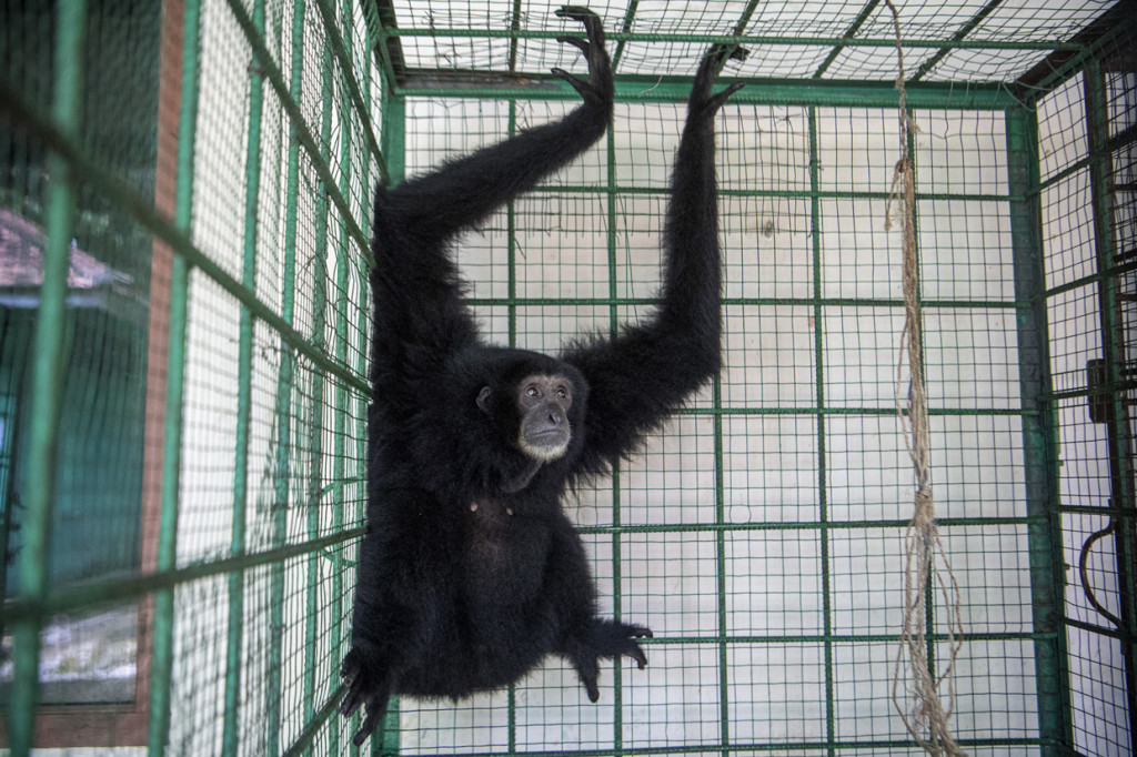 Seekor Siamang Sumatera (Symphalangus syndactylus) berada di kandang transit Balai Konservasi Sumber Daya Alam (BKSDA) Provinsi Sumatera Selatan Resort Punti Kayu Palembang, Sumatera Selatan.