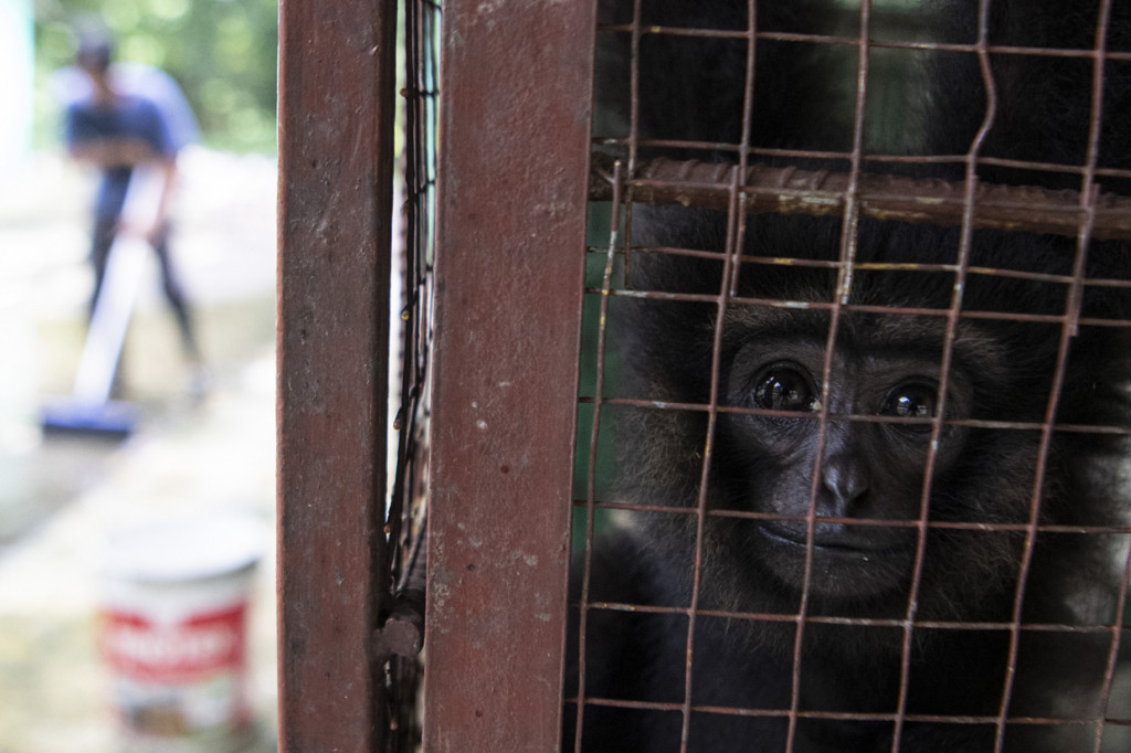 Seekor anak Siamang Sumatera (Symphalangus syndactylus) berada di kandang transit Balai Konservasi Sumber Daya Alam (BKSDA) Provinsi Sumatera Selatan Resort Punti Kayu Palembang, Sumatera Selatan.