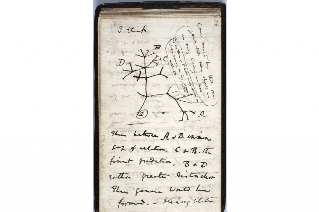 Gambar selebaran yang dirilis oleh University of Cambridge pada 24 November 2020 menunjukkan sketsa 'Pohon Kehidupan' tahun 1837 di halaman salah satu buku catatan ilmuwan Inggris Charles Darwin yang hilang.