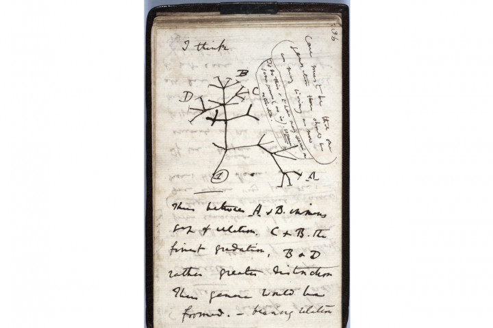 Gambar selebaran yang dirilis oleh University of Cambridge pada 24 November 2020 menunjukkan sketsa 'Pohon Kehidupan' tahun 1837 di halaman salah satu buku catatan ilmuwan Inggris Charles Darwin yang hilang.