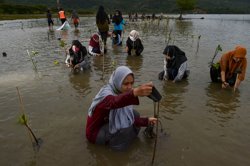 Puluhan mahasiswa menanam bibit mangrove di kawasan pesisir Desa Lam Badeuk, Kecamatan Peukan Bada, Kabupaten Aceh Besar, Aceh, Sabtu, 28 November 2020. 