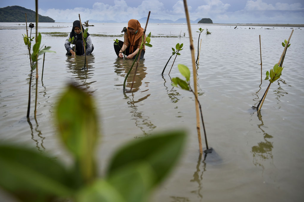 Salah satu cara untuk menjaga ekosistem dan menghambat abrasi di pesisir pantai adalah penanaman pohon bakau (mangrove). Hal inilah yang dilakukan puluhan mahasiswa di Aceh.